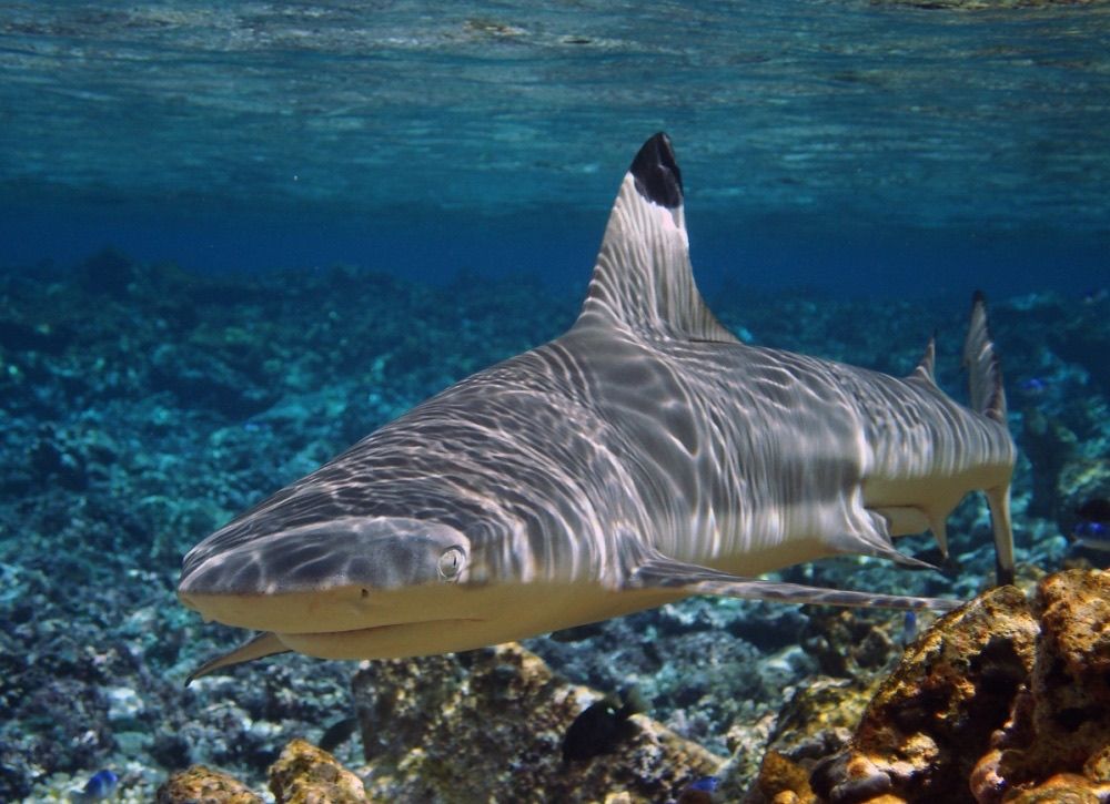 Blacktip reef sharks (shown here) are common in the lagoons of the Palmyra Atoll in the Pacific Ocean.