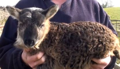 This goat-sheep abomination is actually pretty cute