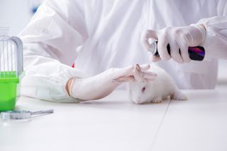 animal testing in lab