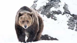 A bear in the snow