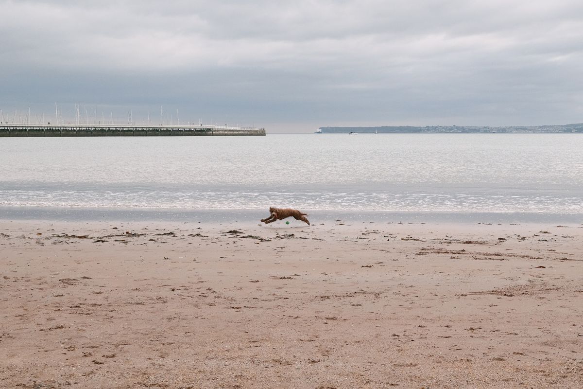 A photo of a dog, taken on a Sigma BF camera