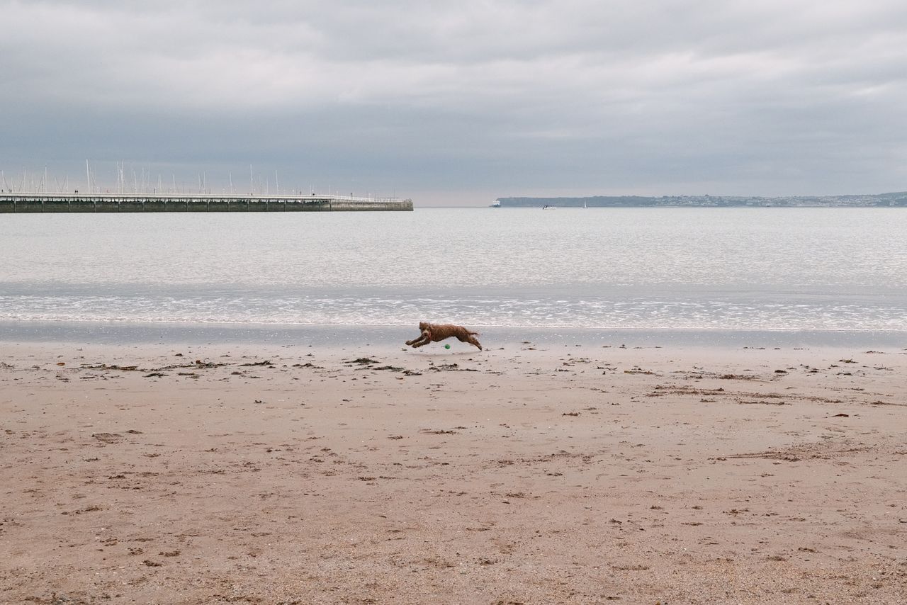 A photo of a dog, taken on a Sigma BF camera
