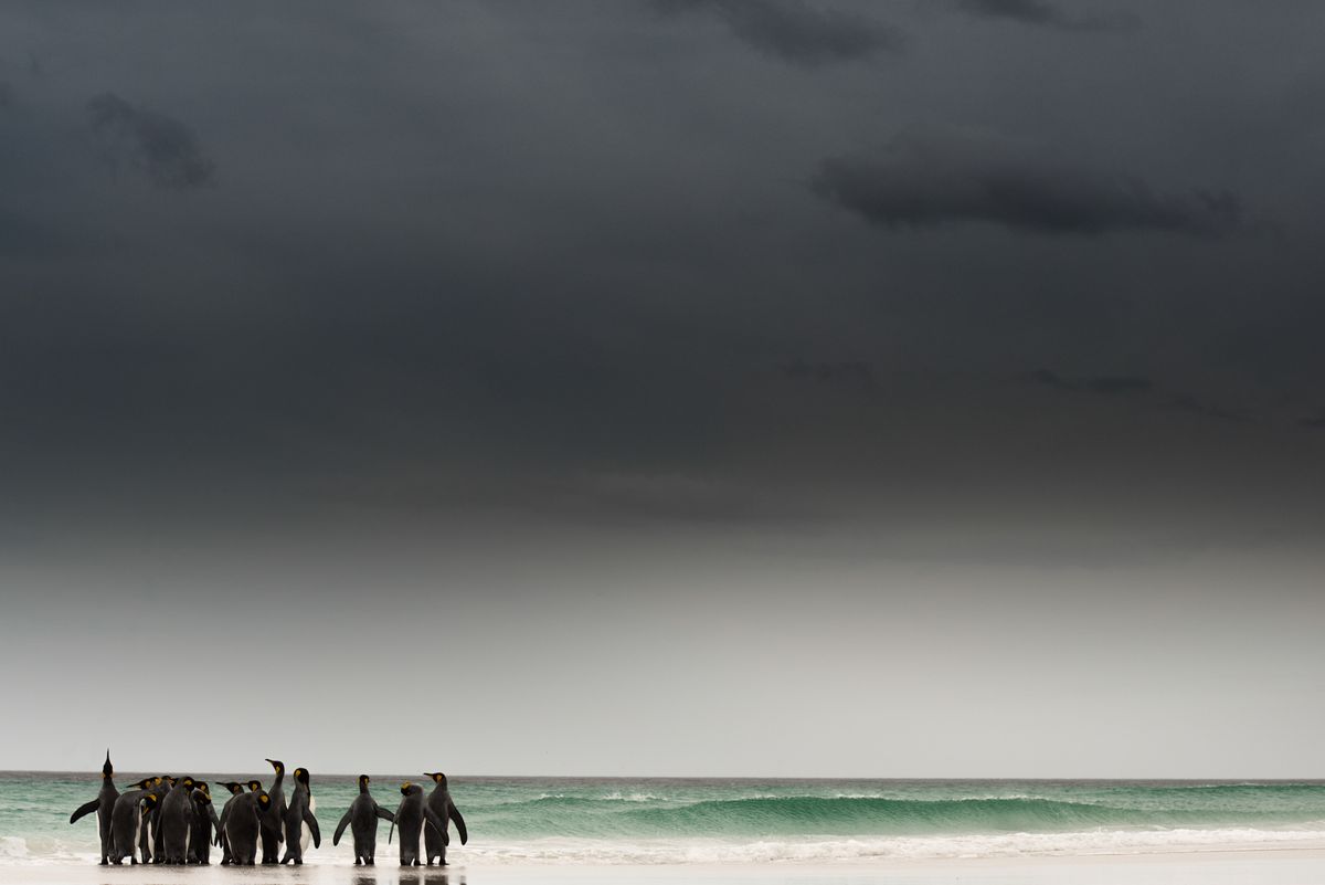 Image by wildlife photographer Tom Mason showing penguins on a beach