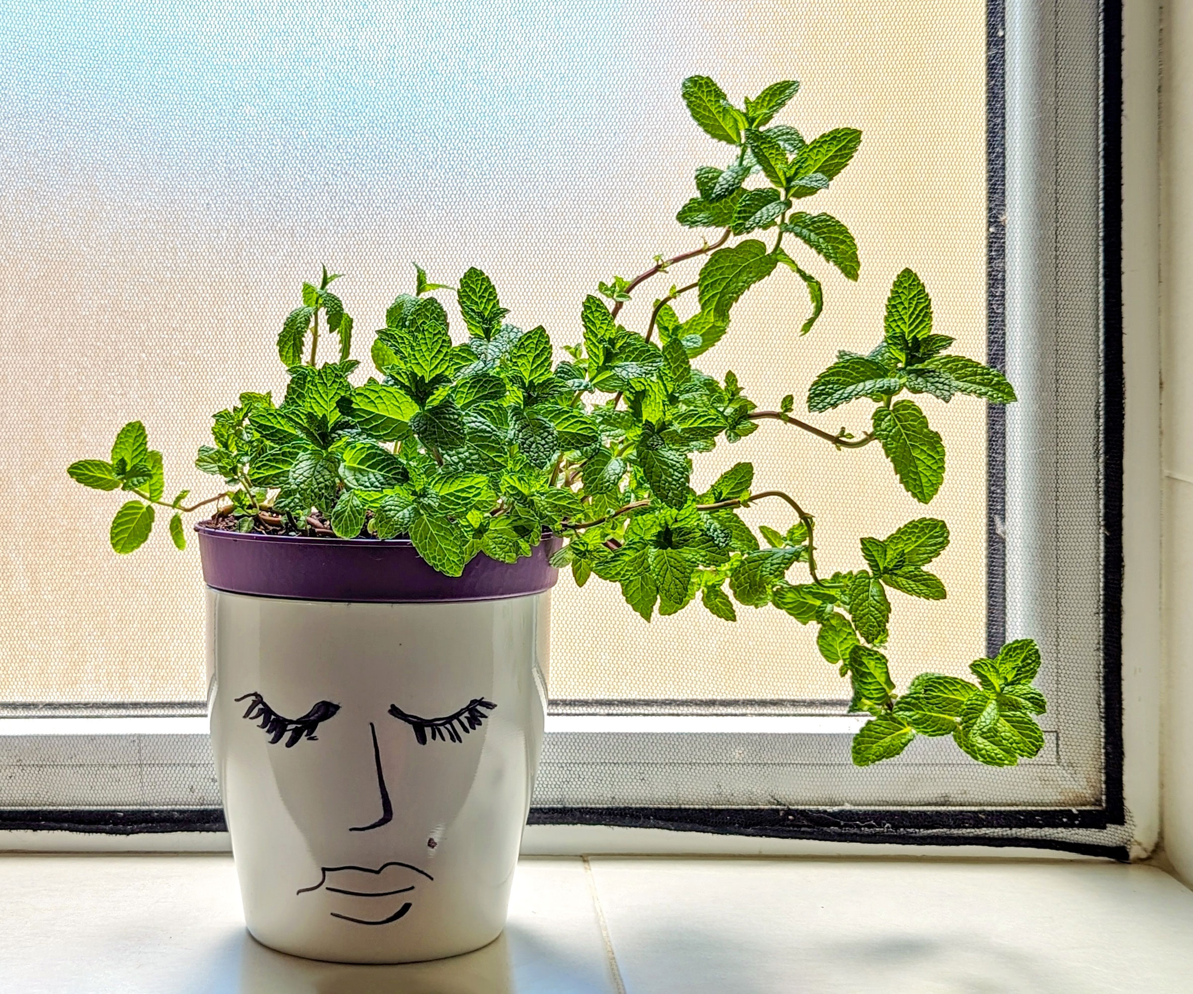mint in pot with face growing in kitchen window