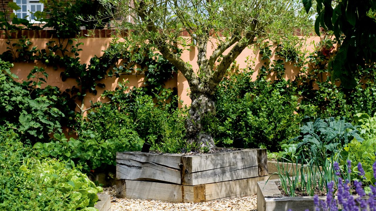 Garden with raised beds of herbs, plants and trees