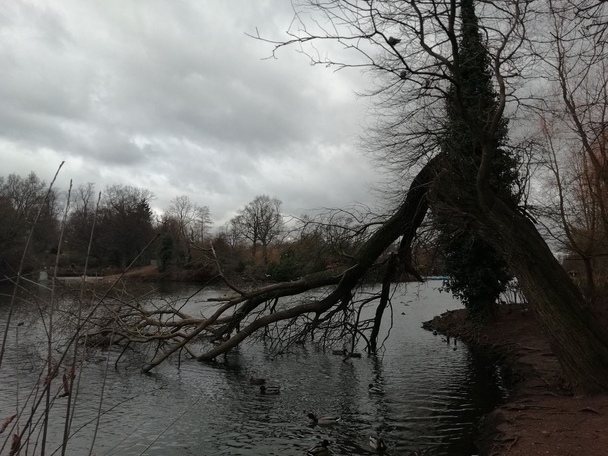 In an attempt to keep the sky properly exposed, the tree detail appears crushed into black. You can bring it back with manual post-processing, but the low quality of this detail demonstrates the limits of the sensor&rsquo;s dynamic range.