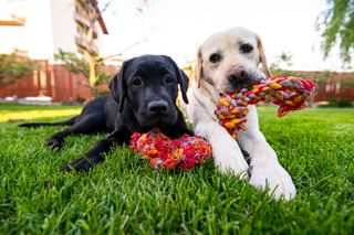 A black lab, and a yellow lab play with chew toys in a grassy yard. 