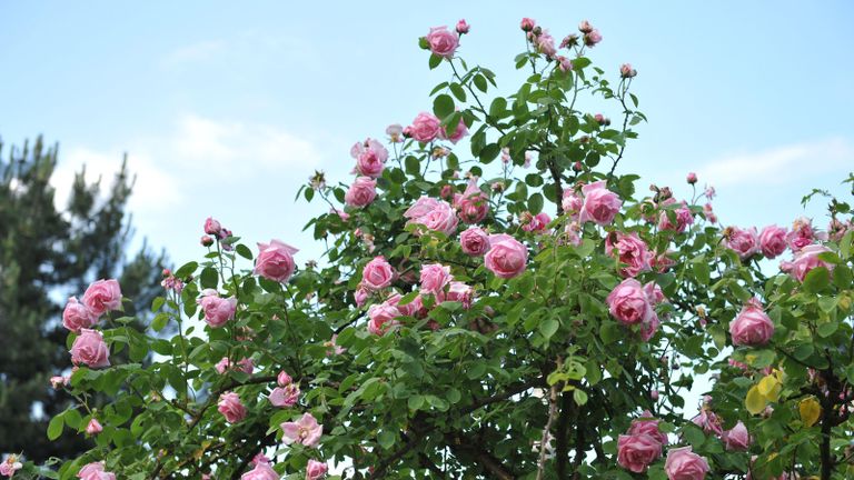 Pink climbing roses (Rosa) Mme Caroline Testout blooms in a garden in June