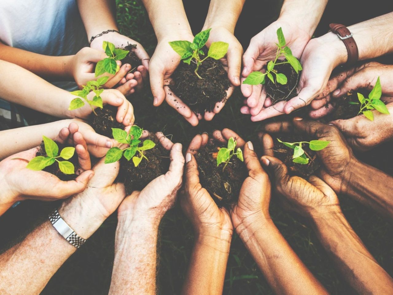 Hands Holding Seedlings In Soil