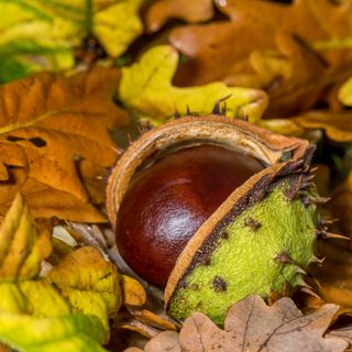 A conker bursting from its green spiky shell underneath a horse chestnut tree