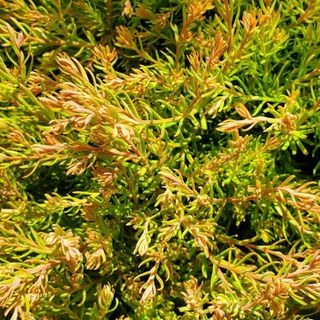 Fire Chief thuja showing orange and gold foliage