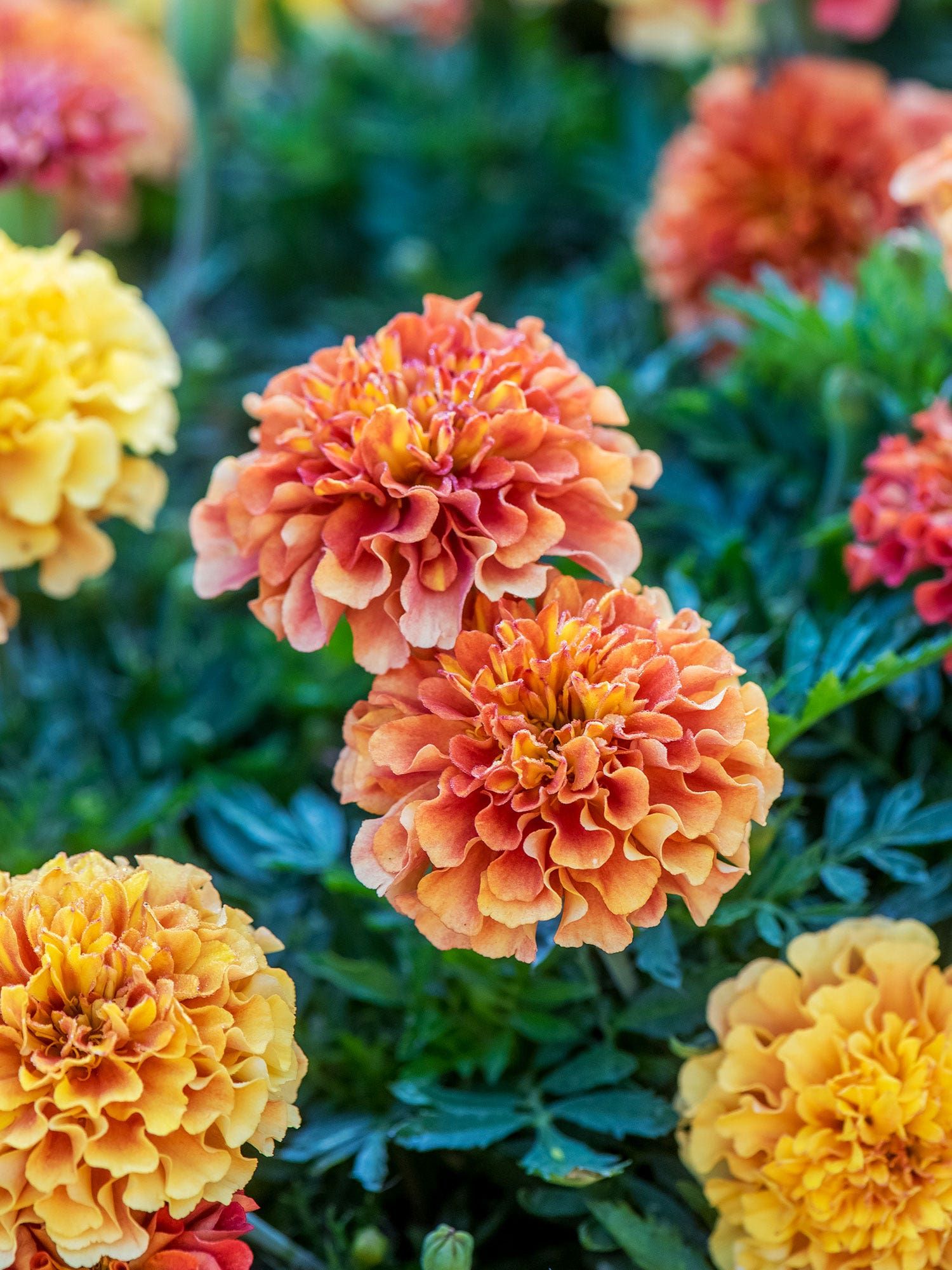 Tips for where to plant marigolds in a vegetable garden | Homes & Gardens