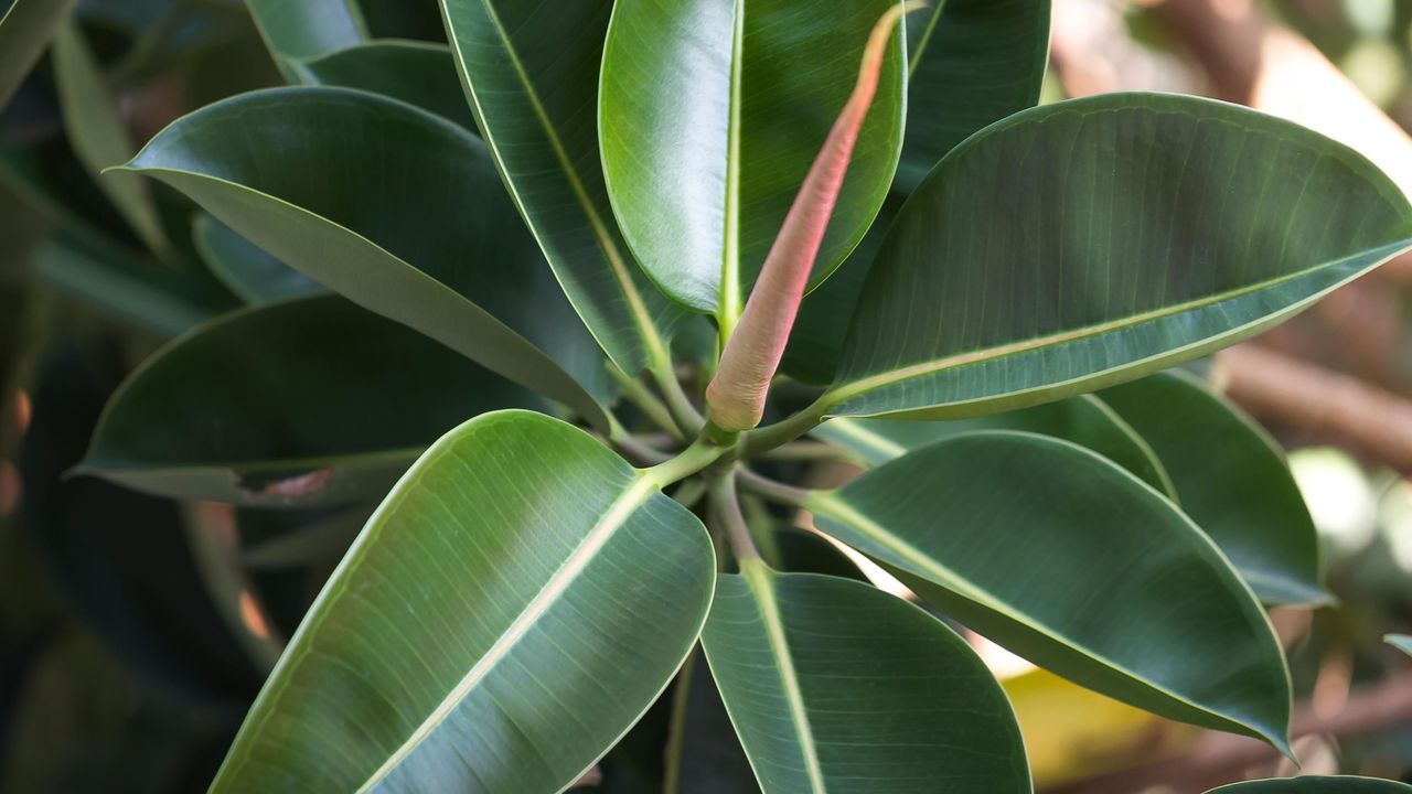 close up of rubber plant leaves