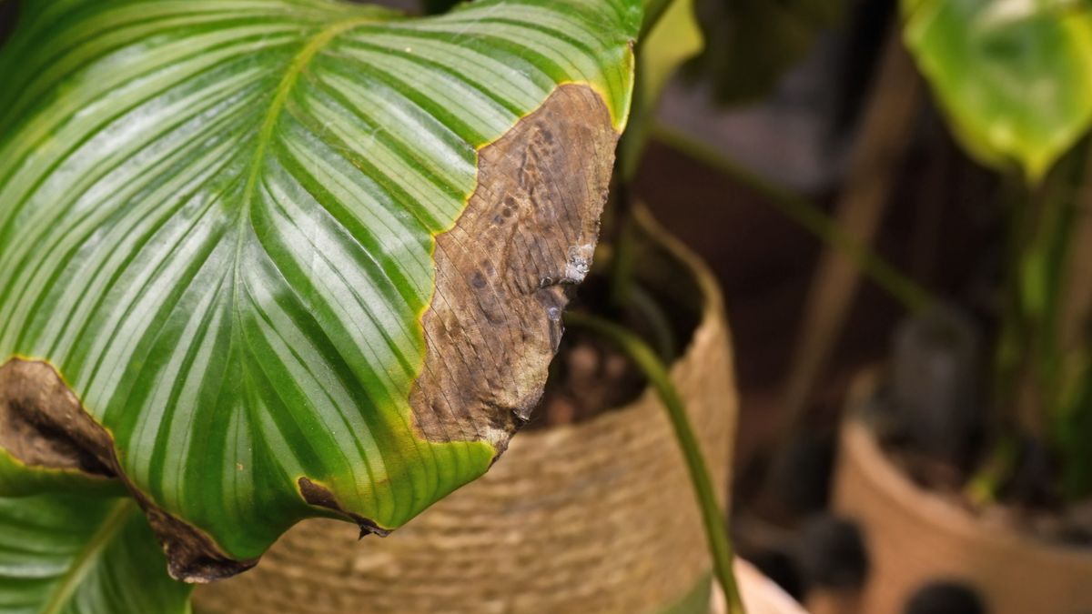 Common calathea mistakes: Experts reveal 4 common errors | Homes and Gardens