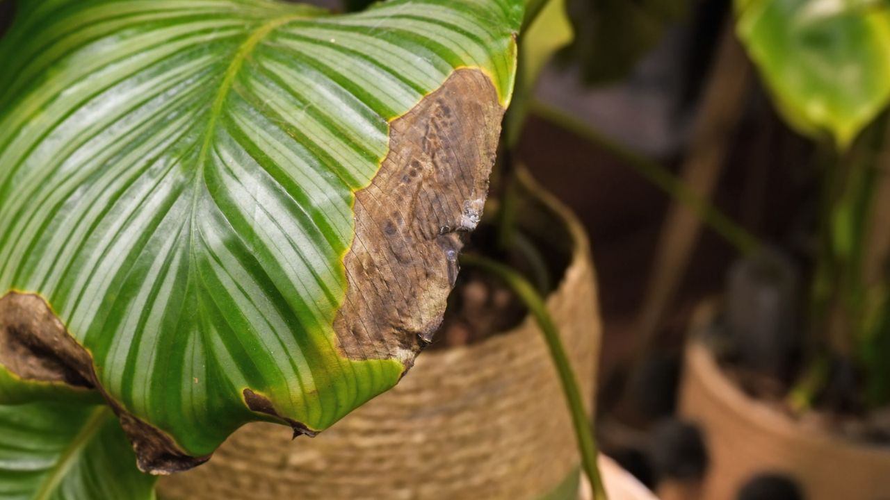 Calathea with brown leaf