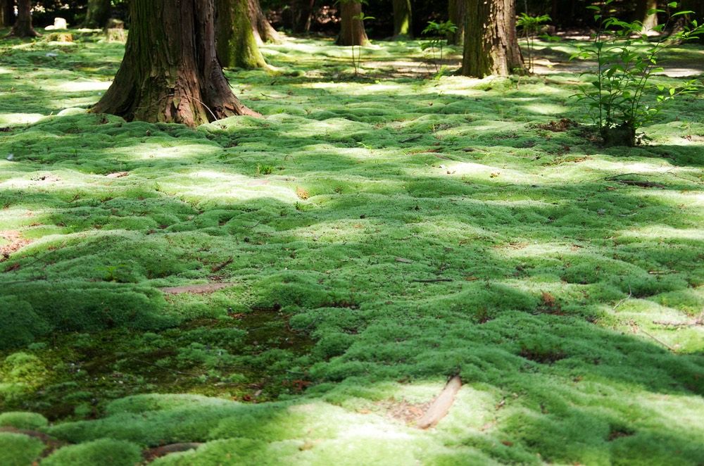 Japan&#039;s humid climate creates perfect conditions for moss to thrive, as it does here at a park in Toshodai-ji Temple in Naro, Japan.