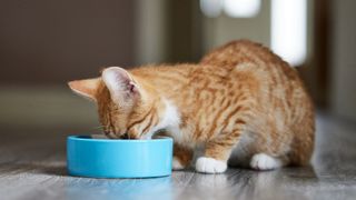 Ginger and white cat eating from a blue food bowl