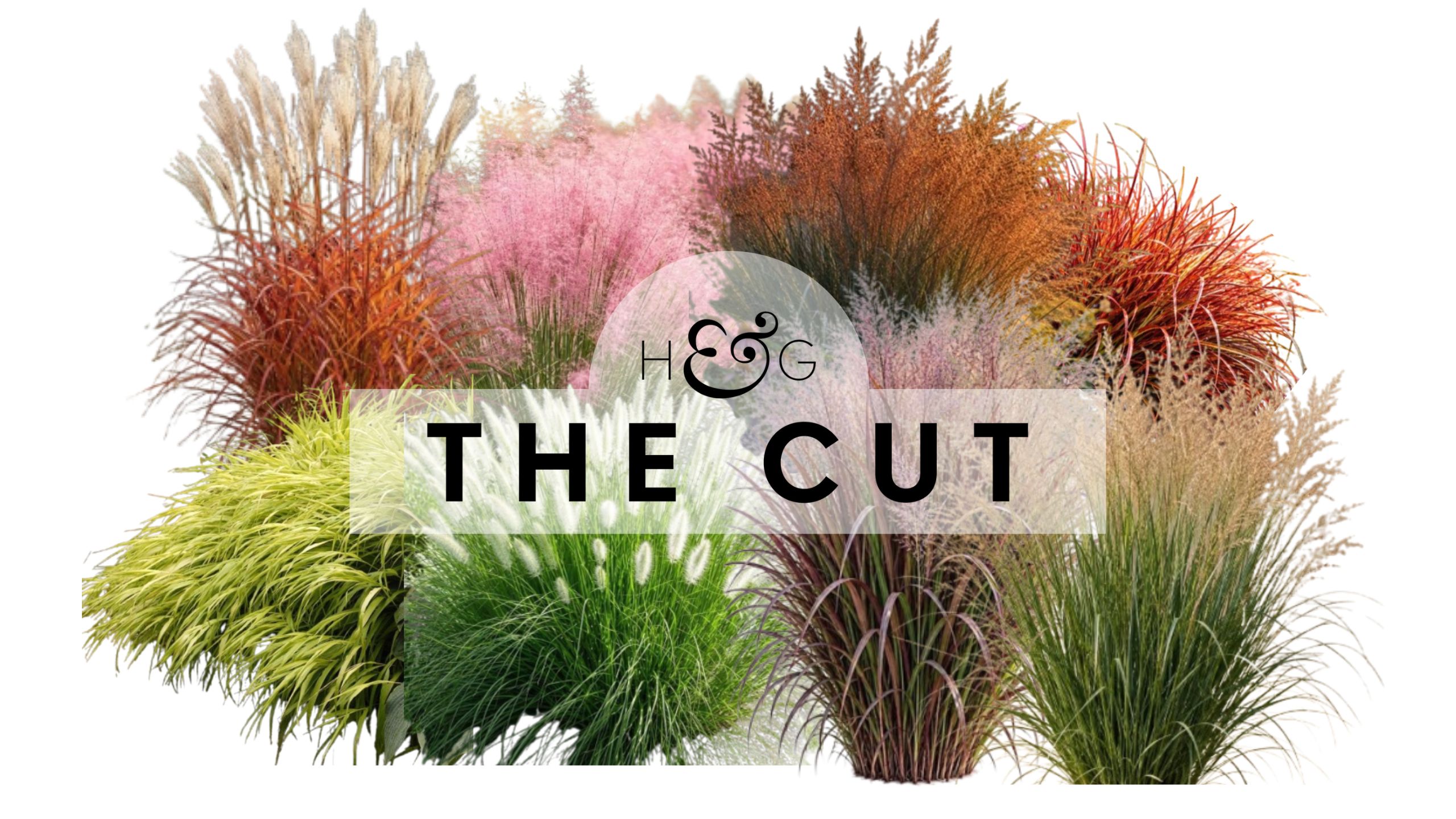 The Cut: fall ornamental grasses