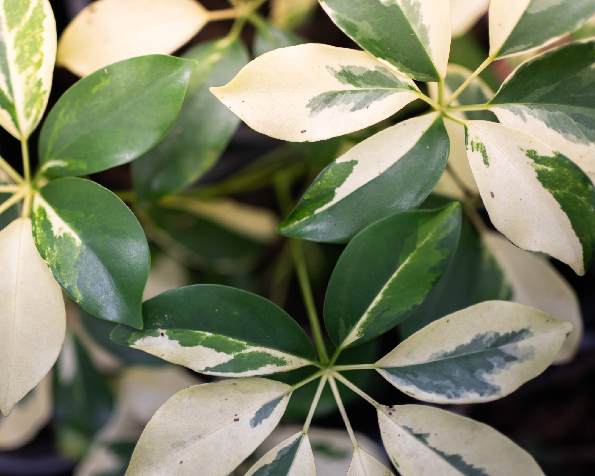 Variegated schefflera houseplant