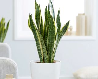 Sansevieria Trifasciata Var. Laurentii Plant