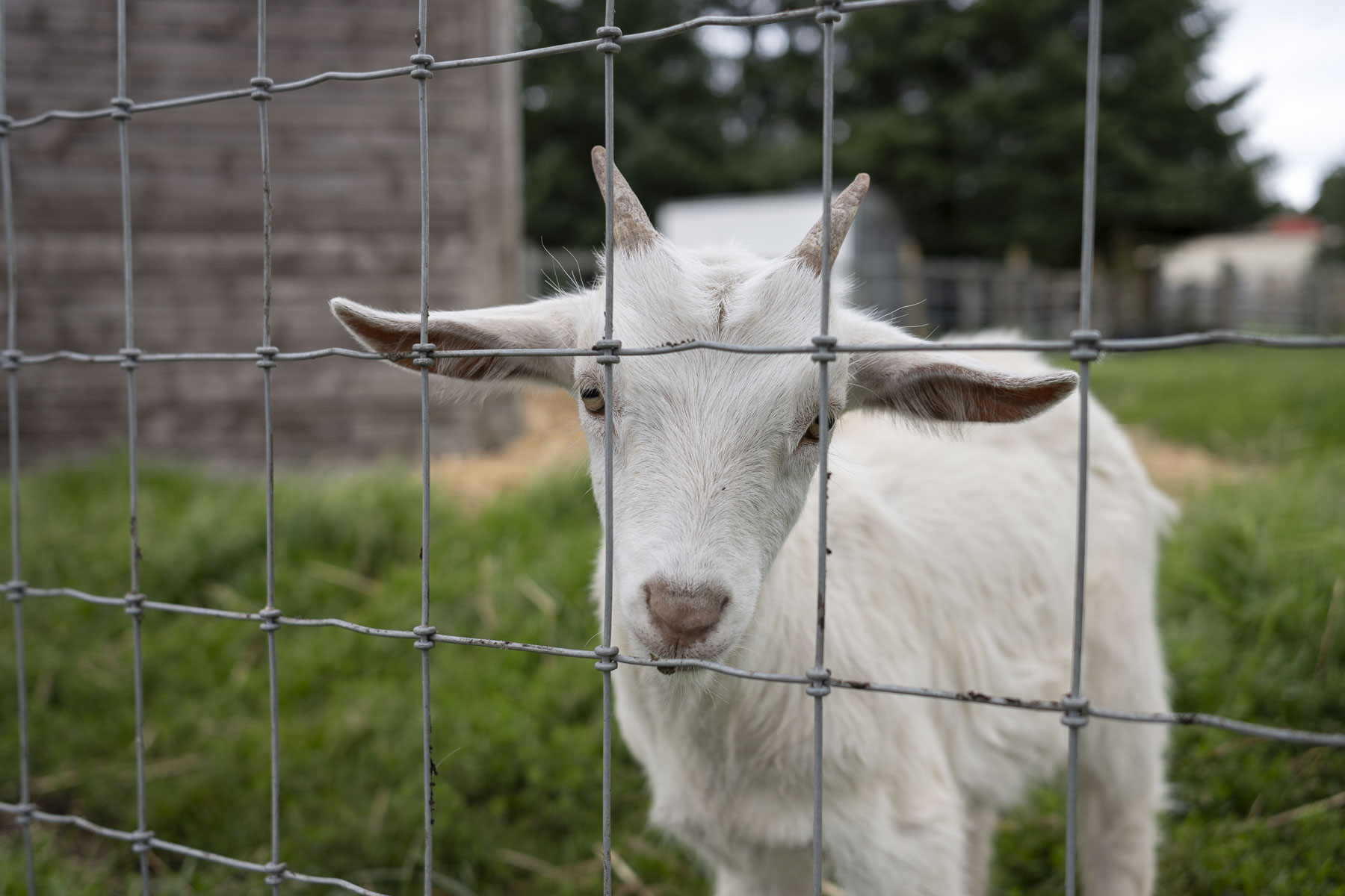 Une photo d'une chèvre prise avec le Nikon Nikkor Z DX 24mm f/1.7
