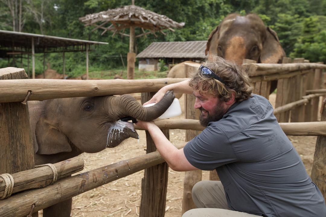TV tonight Presenter Paul O’Donoghue feeds a calf.