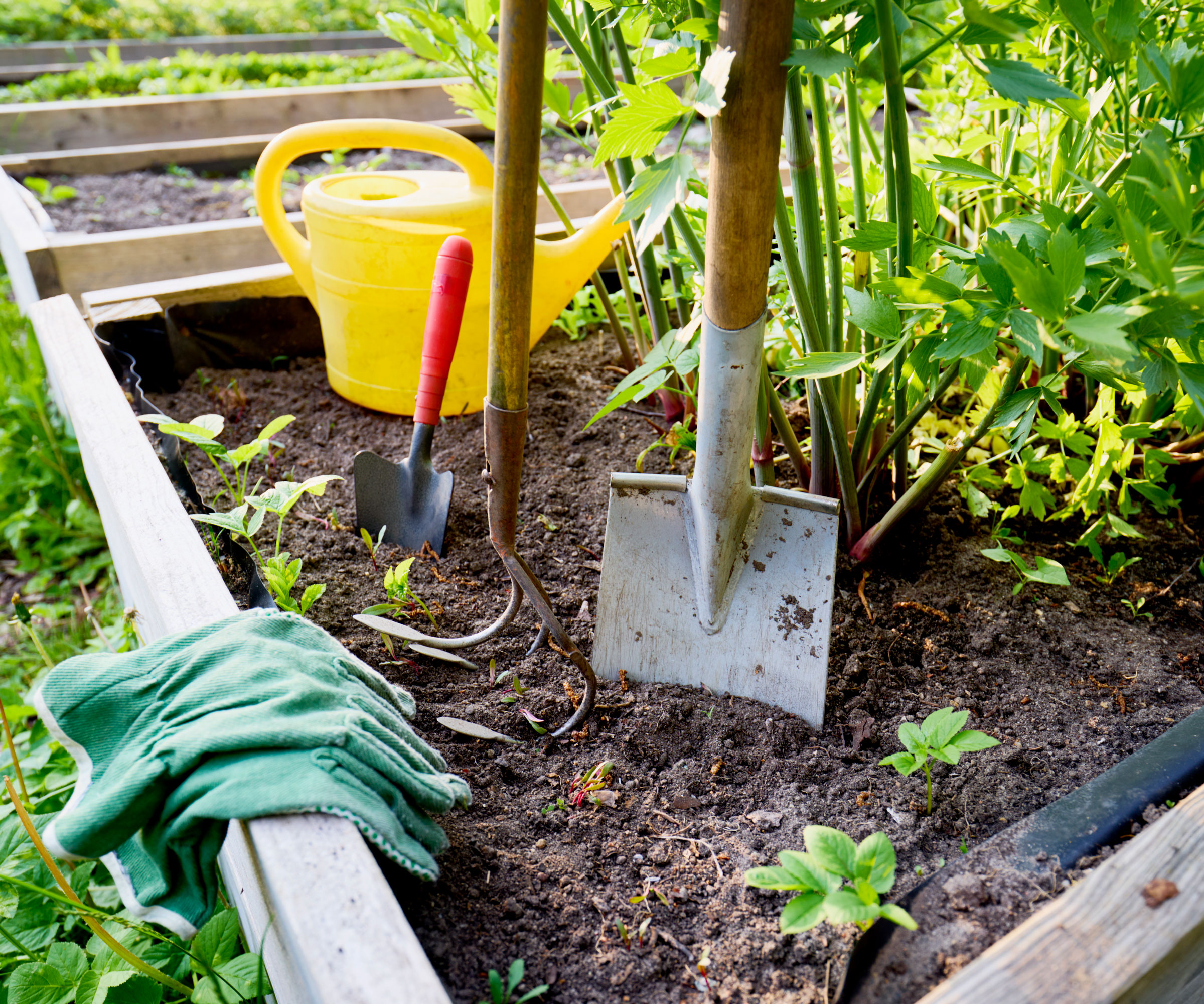 spade in garden getting ready to lift and divide peonies