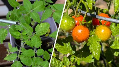 composite of two tomato plants one with fruit and one without