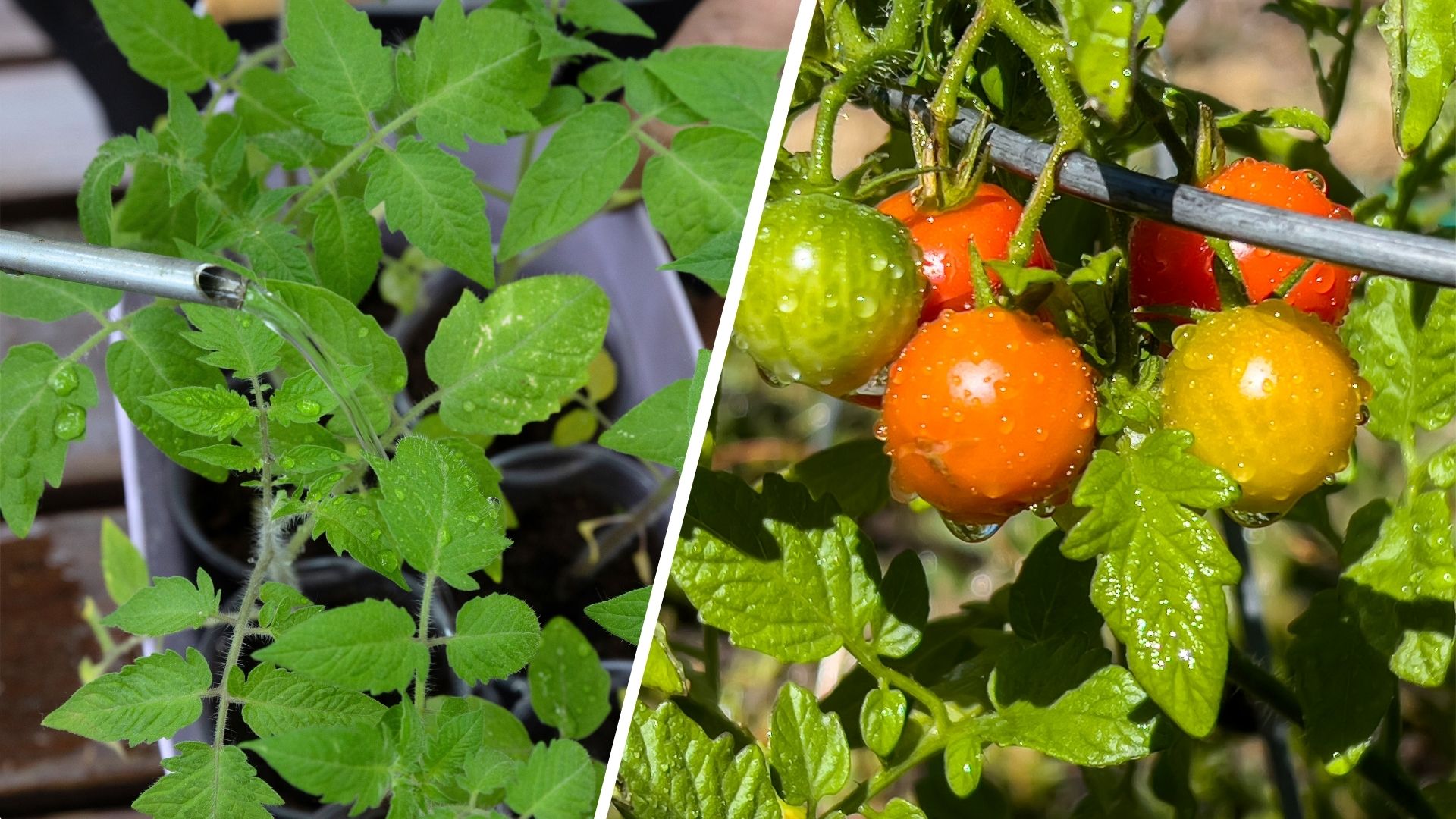  composite of two tomato plants one with fruit and one without
