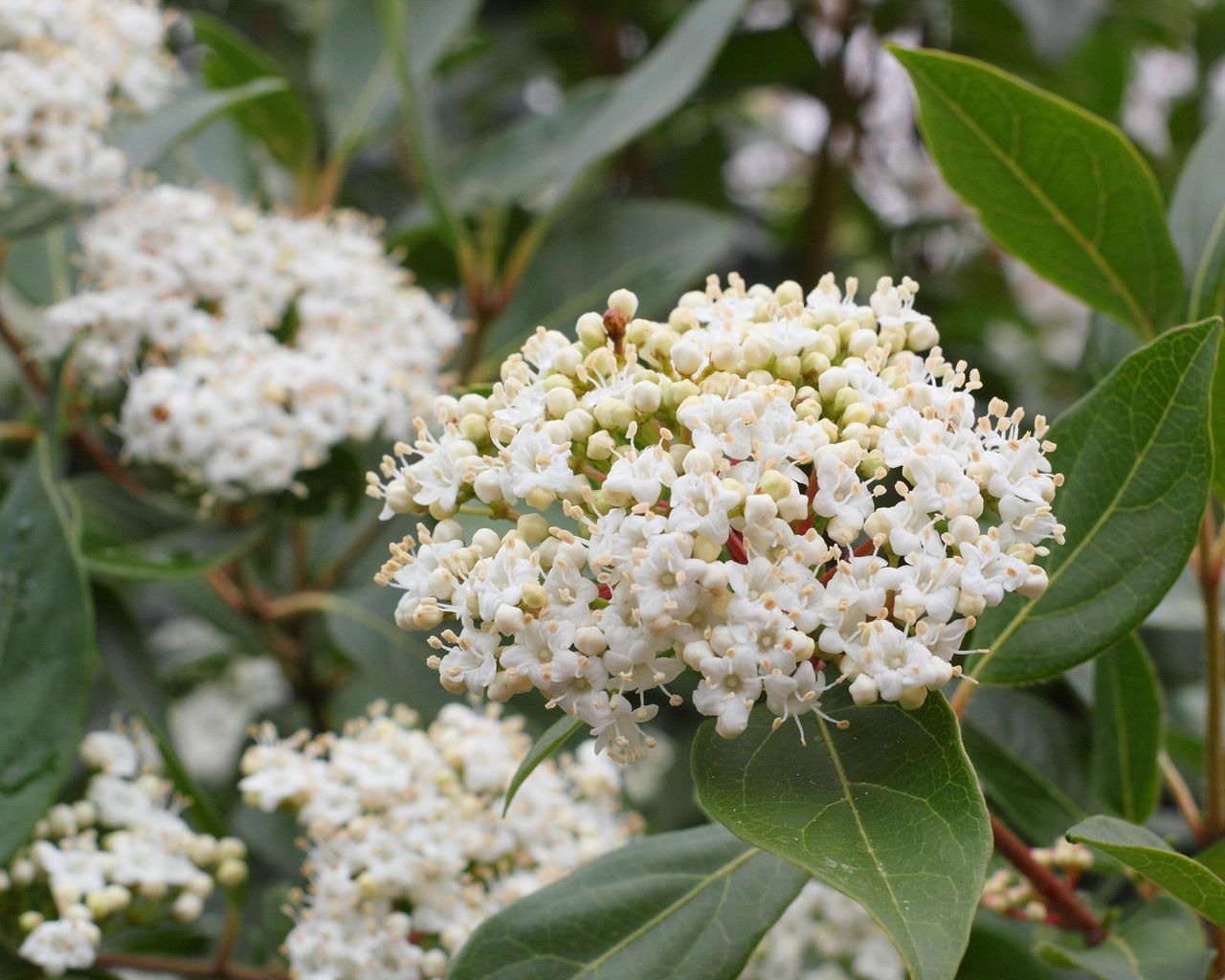 Types of viburnum: 16 evergreen and deciduous varieties for your plot ...