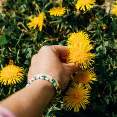 A hand picking dandelions