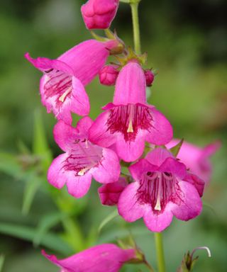 pink flowers of penstemon ‘Pensham Just Jayne’ AGM