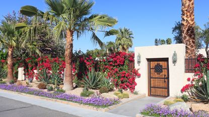 drought-tolerant plants