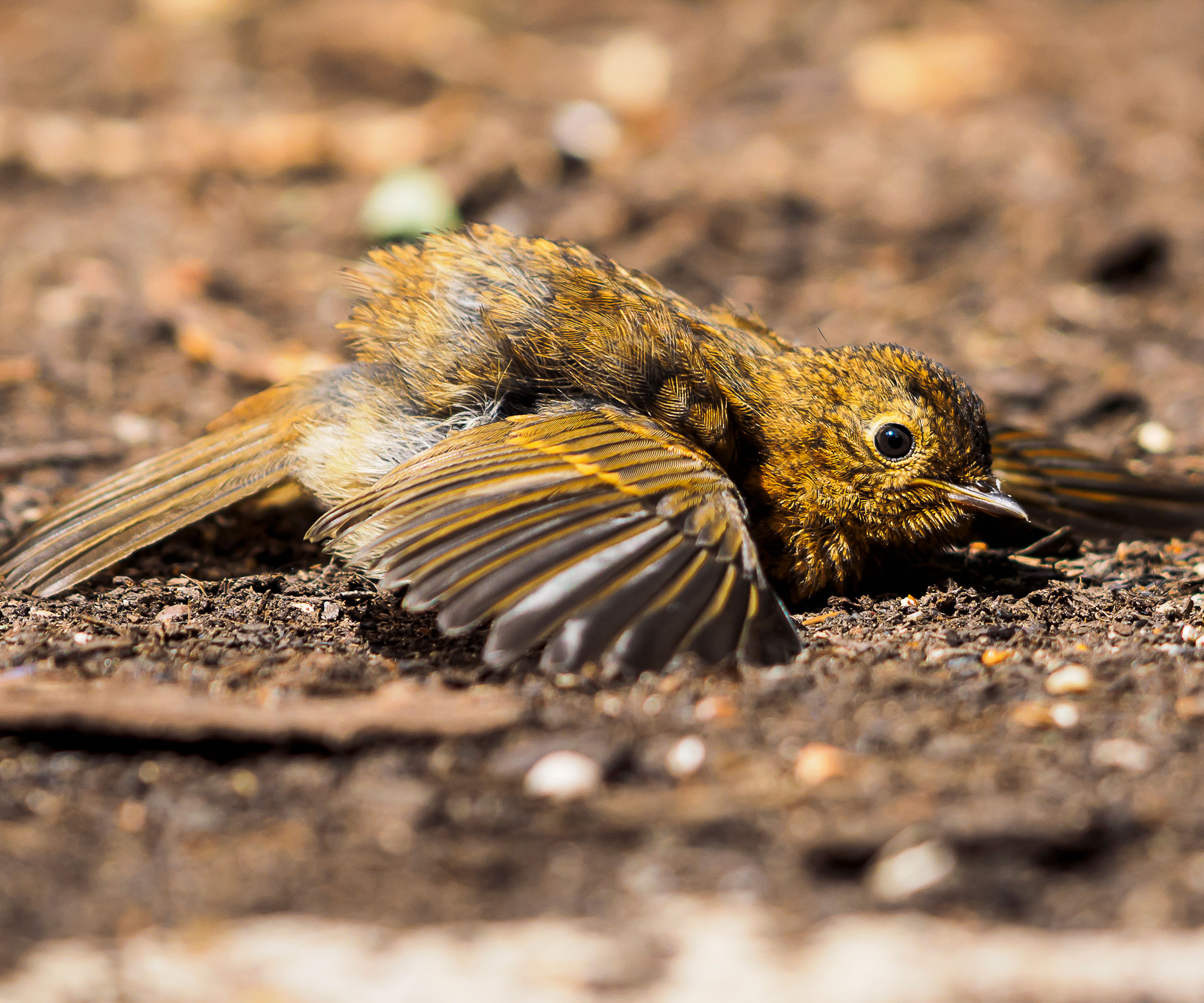 brown bird taking a bath in some sandy dirt