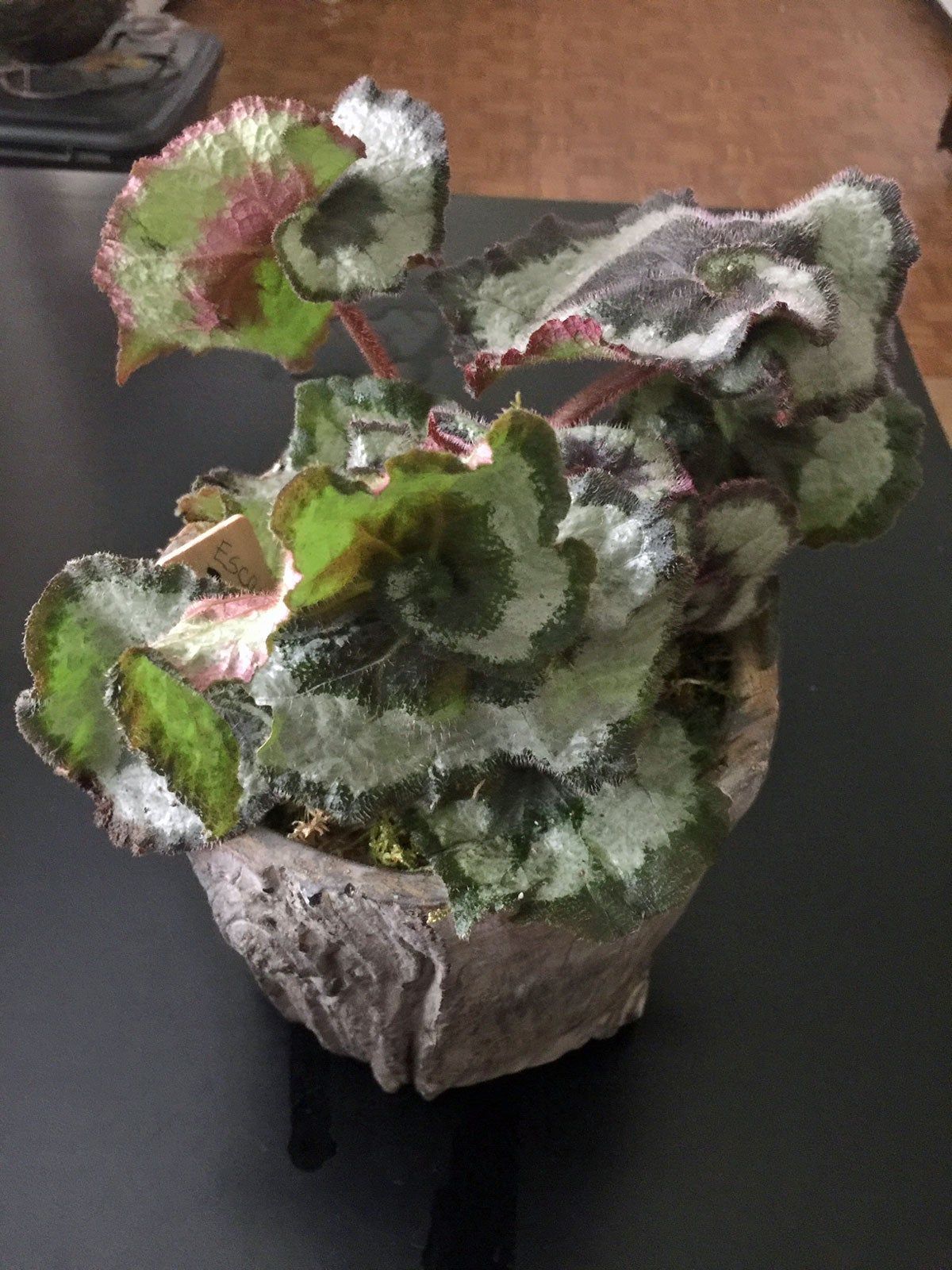 Indoor Potted Rex Begonia Plant