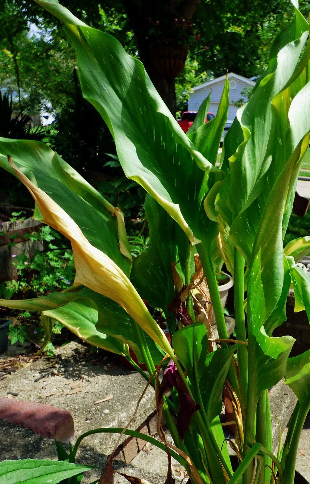 Green Calla Lily Leaves Turning Yellow