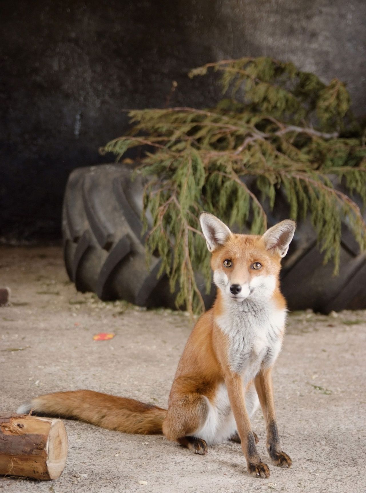 Fox photo