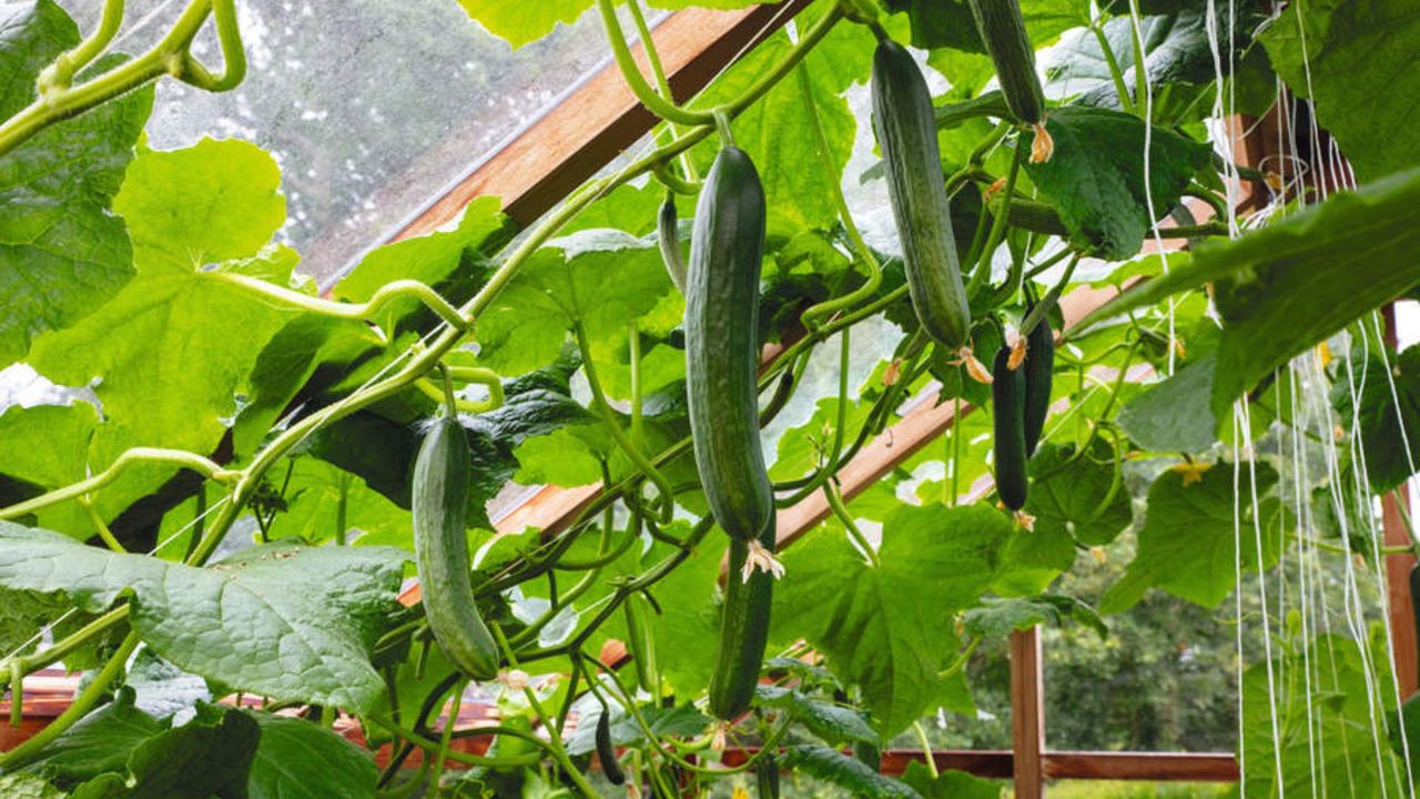 Cucumber &#039;Socrates&#039; in a greenhouse