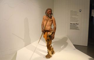 Reproduction of Ötzi the Iceman an in the South Tyrol Museum of Archaeology in Bolzano, South Tyrol, Italy