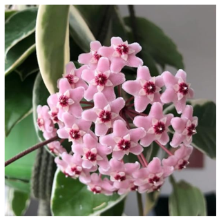 A close-up of a pink hoya cornosa color