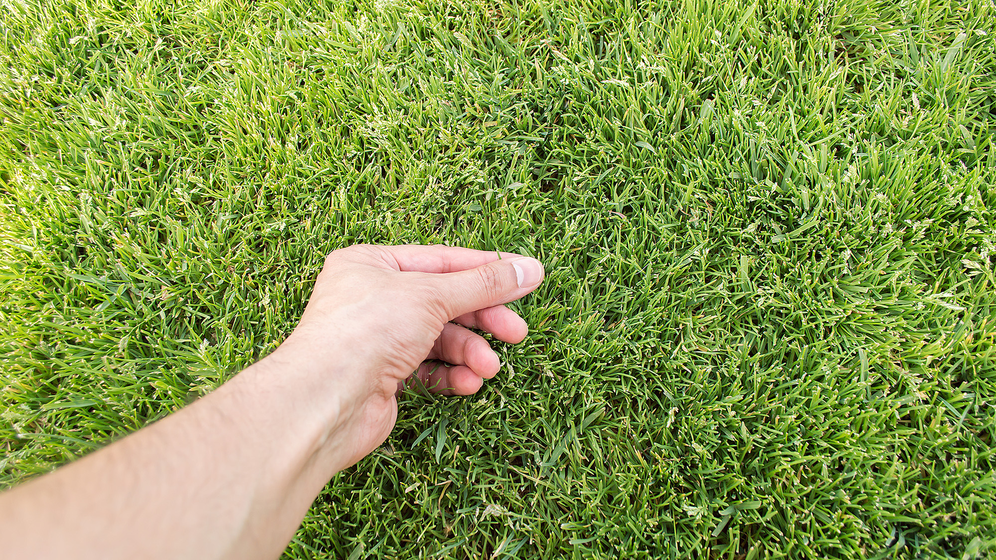 Hand checking lawn