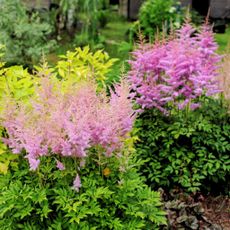 Shade garden with flowering perennials