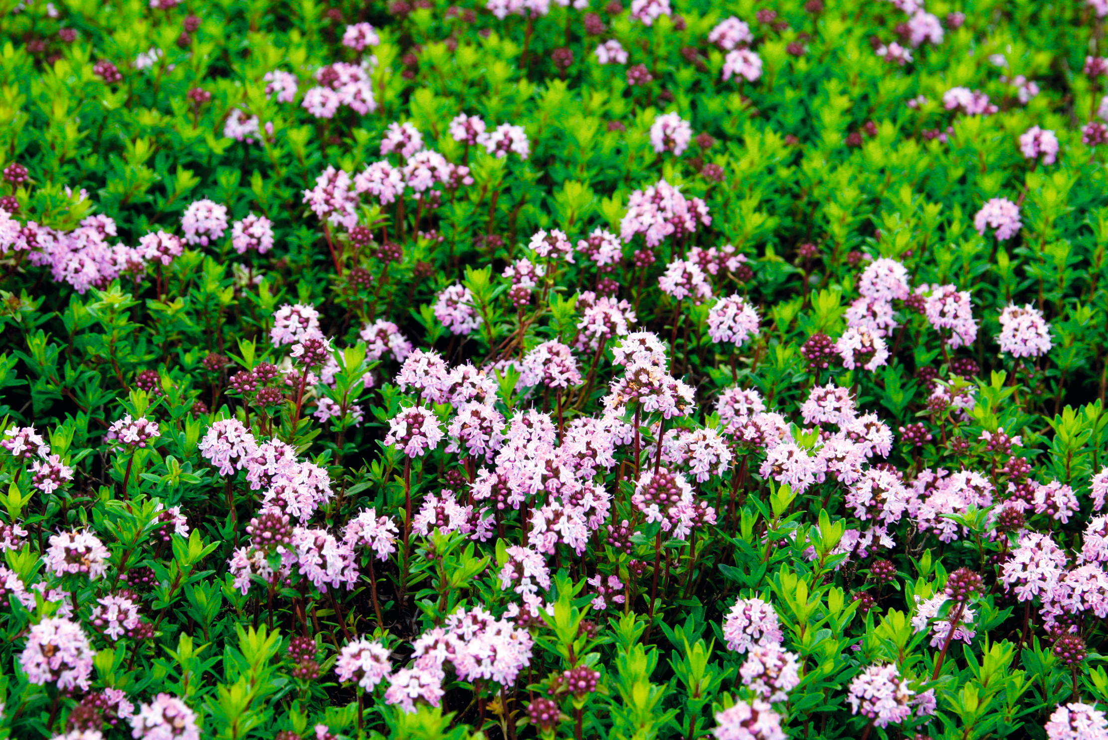 Thymus &#039;Jekka&#039;