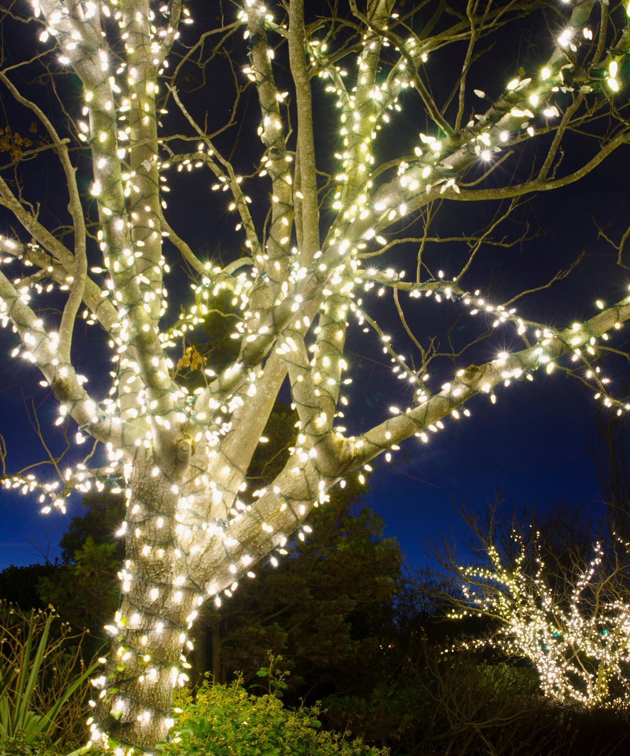10 ways to decorate outdoor trees for Christmas with lights Real Homes
