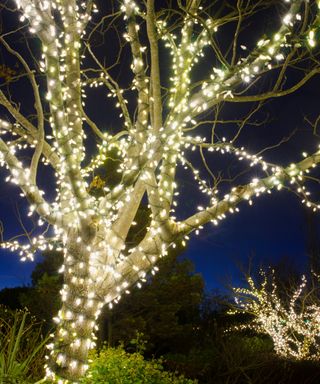 Outdoor tree wrapped in warm white Christmas lights