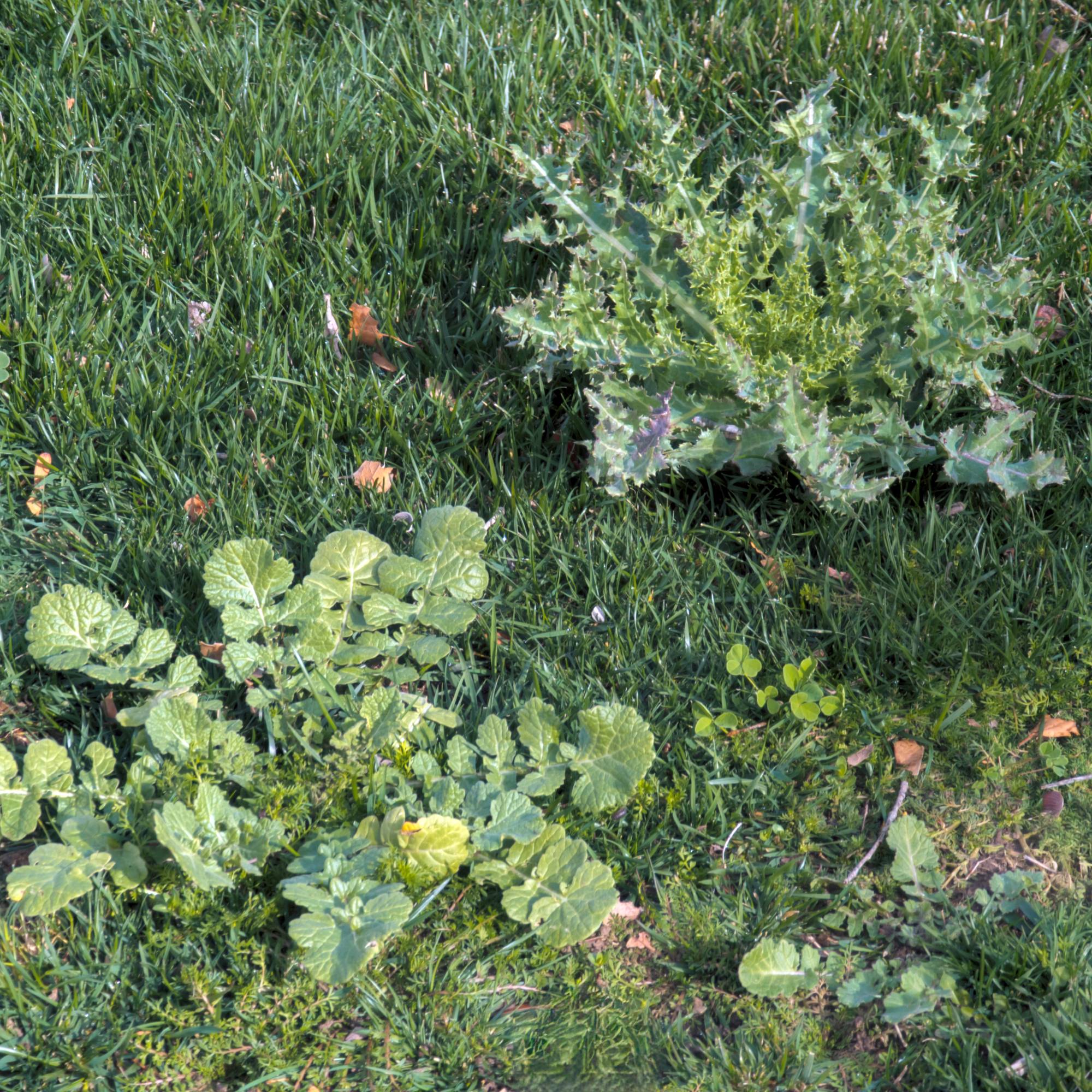 Two large weeds growing in a lawn