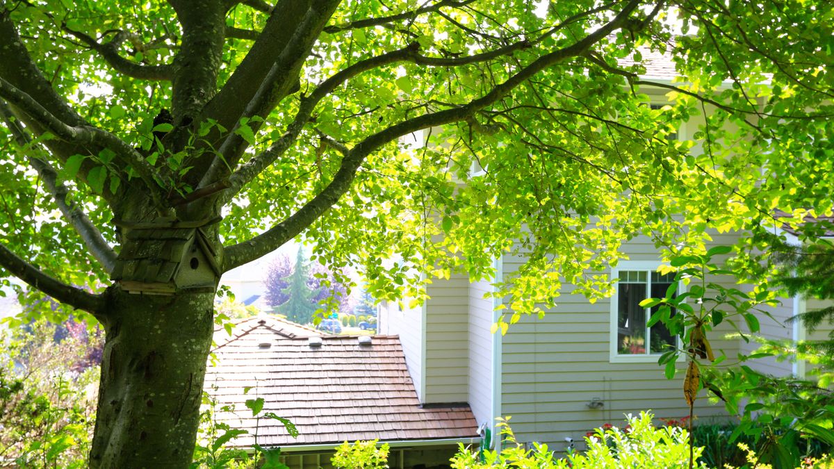 Tree infront of house