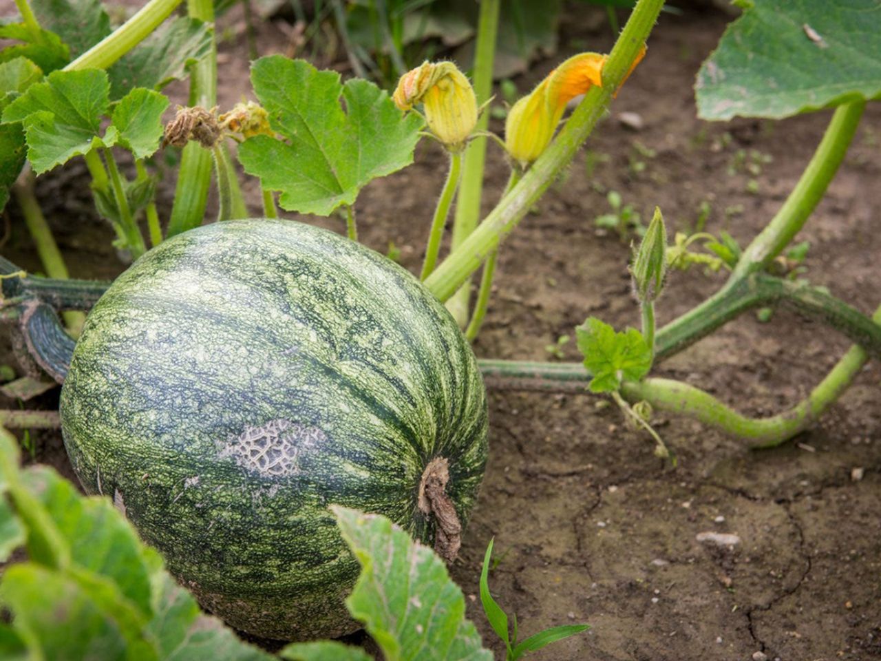 Green Pumpkin On The Vine