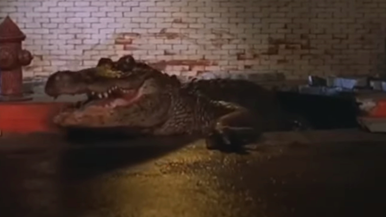 Ramon from Alligator
