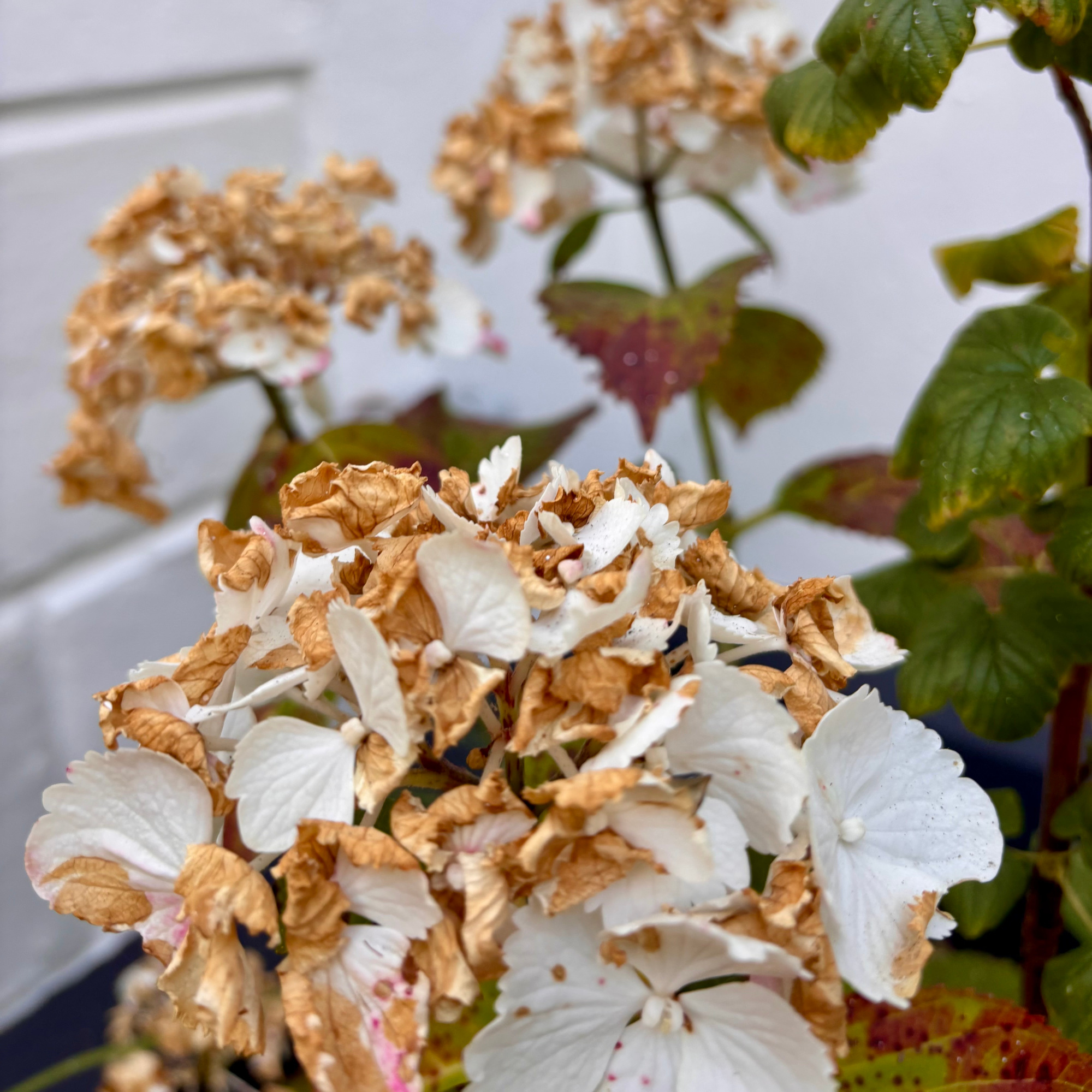 browned white hydrangea flowers